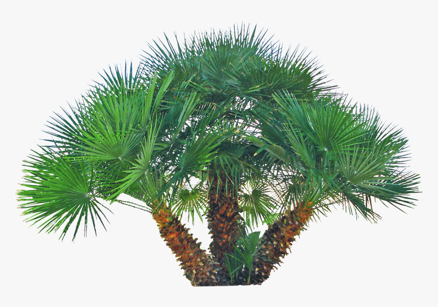 Pygmy Date Palm Png, Transparent Png