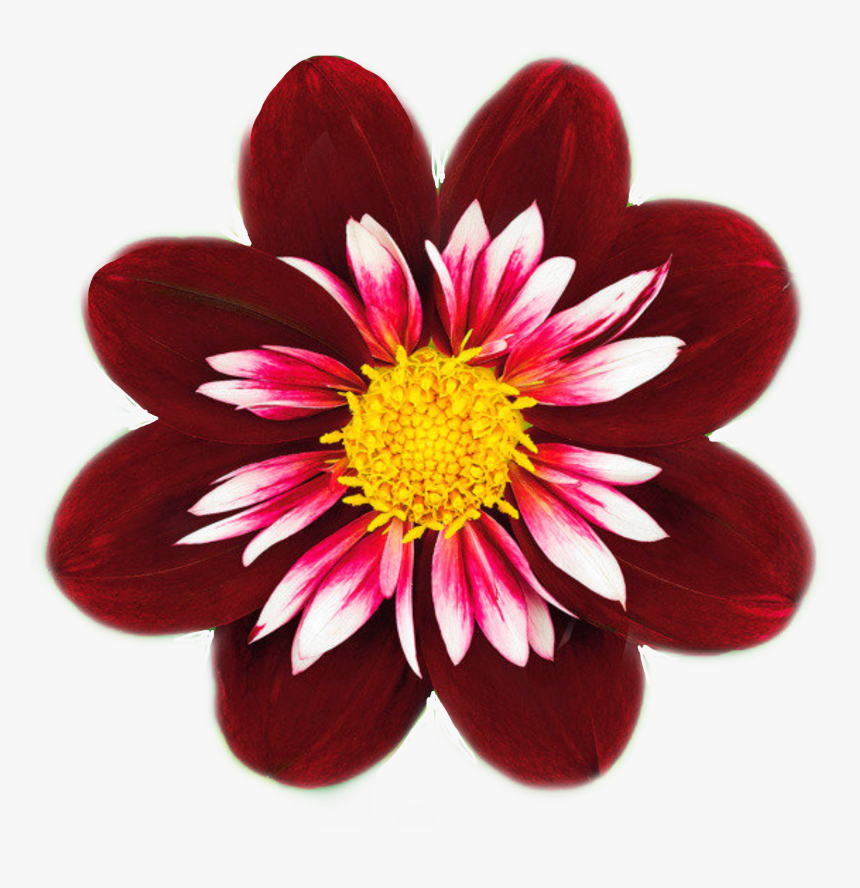 #flowers #redflower #fiore #flor #blume #fleur By @sadna2018 - Common Zinnia, HD Png Download