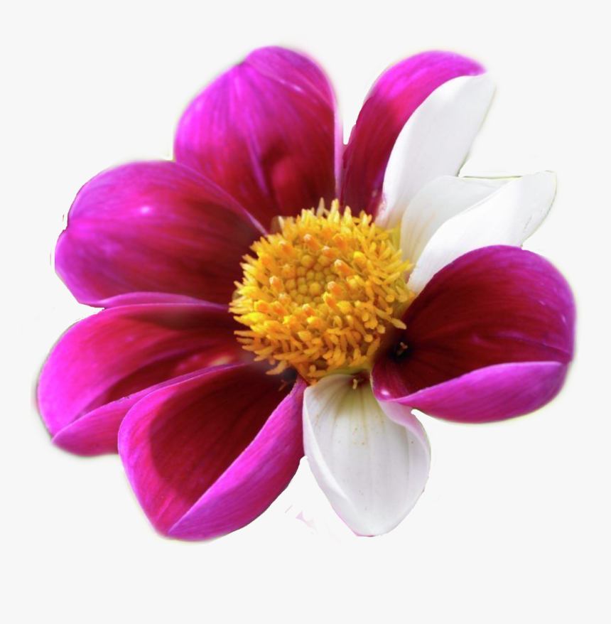 #pinkflower #pinkandwhite Flowers By @sadna2018 #magenta - Close-up, HD Png Download