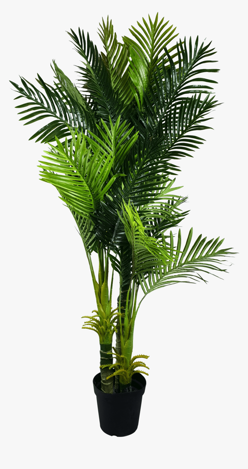 Transparent Palm Fronds Png - Hawaiian Palm Tree Png, Png Download