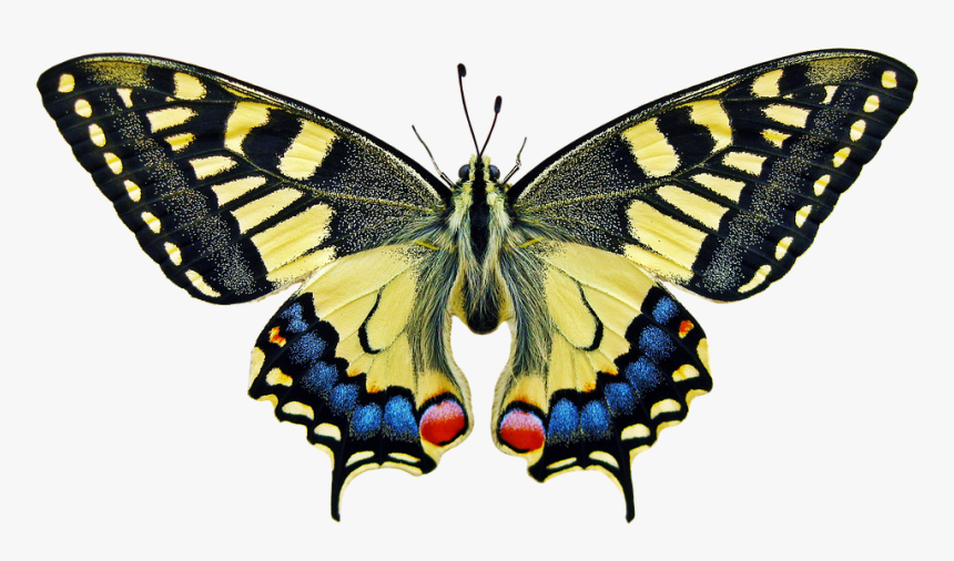 Butterfly Insect, HD Png Download