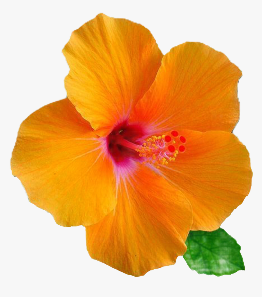 #flowers #flores #hibiscus #yellow #blumen #fleurs, HD Png Download