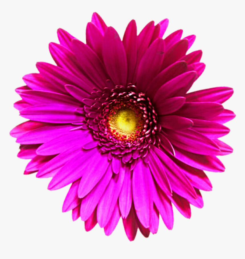 Daisy - Transvaal Daisy, HD Png Download