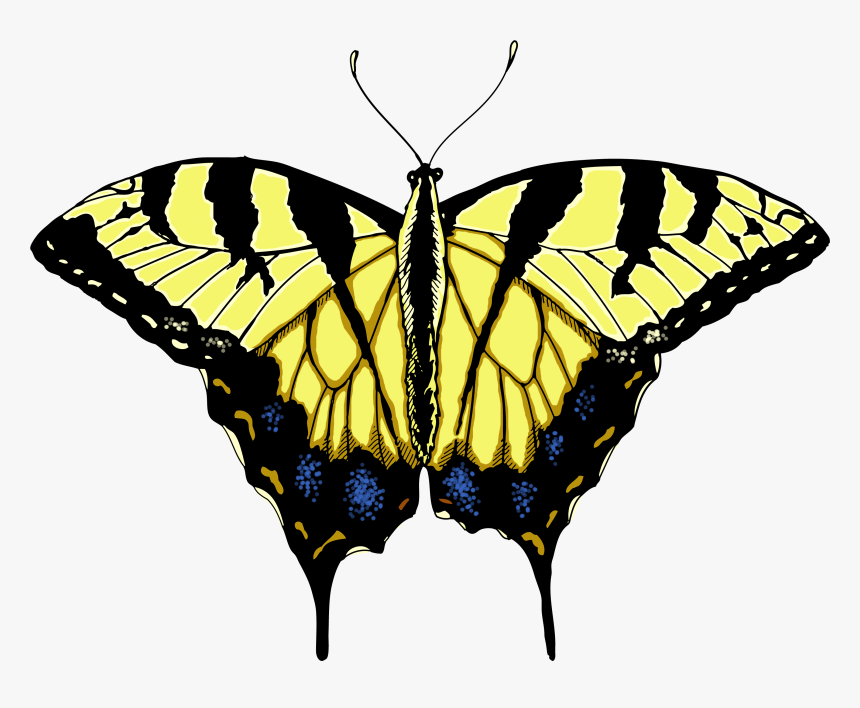 Butterfly Illustrations - Clipart Library - Tiger Swallowtail Butterfly Clipart, HD Png Download