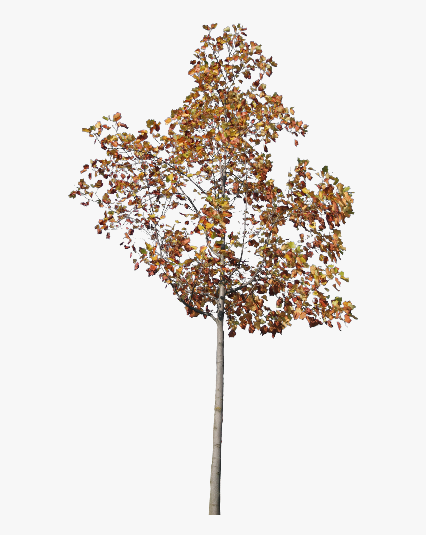 Maple Leaf, HD Png Download