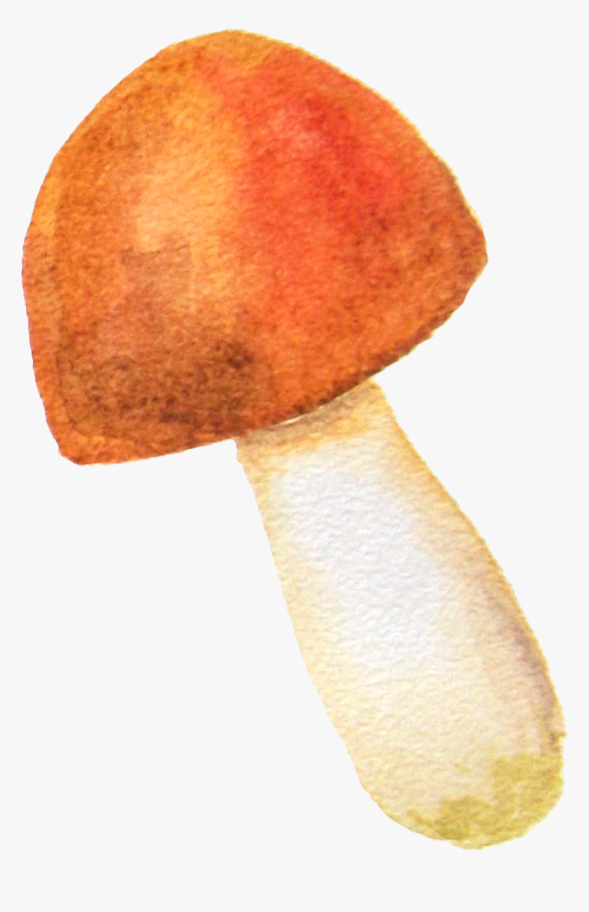 Penny Bun, HD Png Download