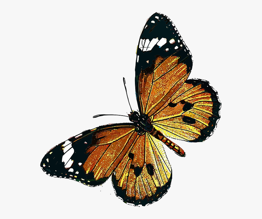 #freetoedit #mariposa #butterfly #insect #animal #insecto - Monarch Butterfly, HD Png Download
