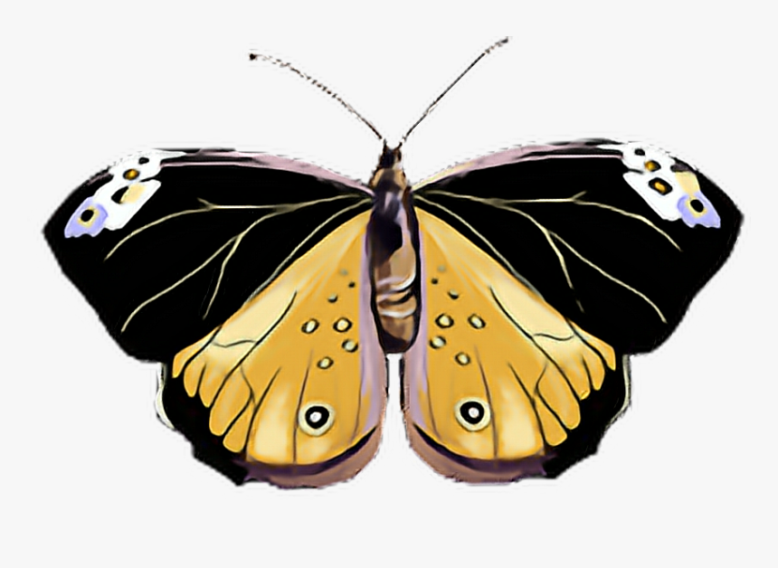 #butterfly #black #yellow #pink #pastel #white #butterflylove - Speckled Wood (butterfly, HD Png Download