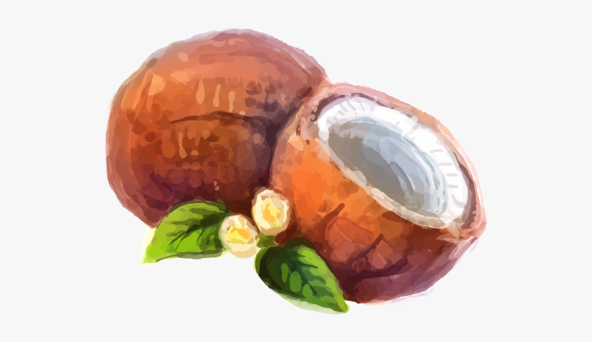 椰子 水彩, HD Png Download