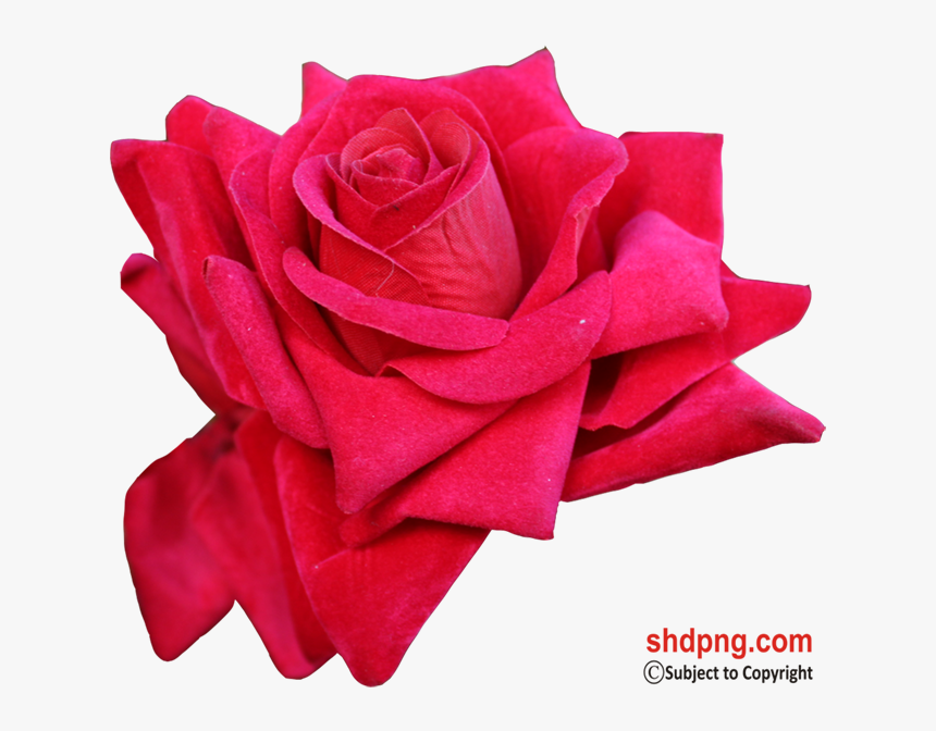 Garden Roses, HD Png Download