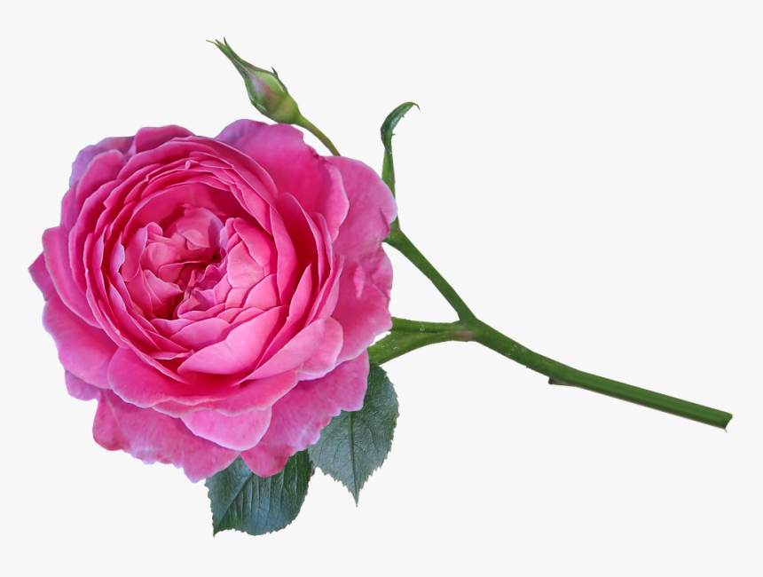 Garden Roses, HD Png Download