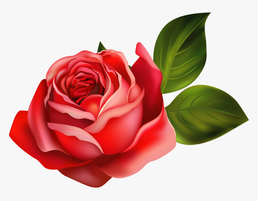 Garden Roses, HD Png Download