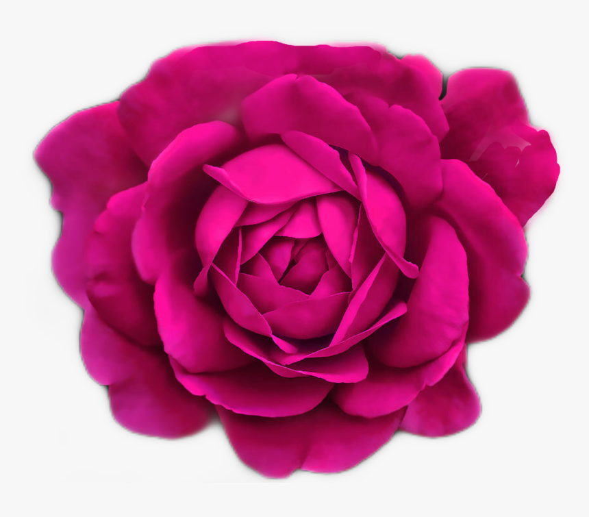 #pinkrose #magenta #fleurs #flowers By @sadna2018 #pink - Teal And Black Roses, HD Png Download