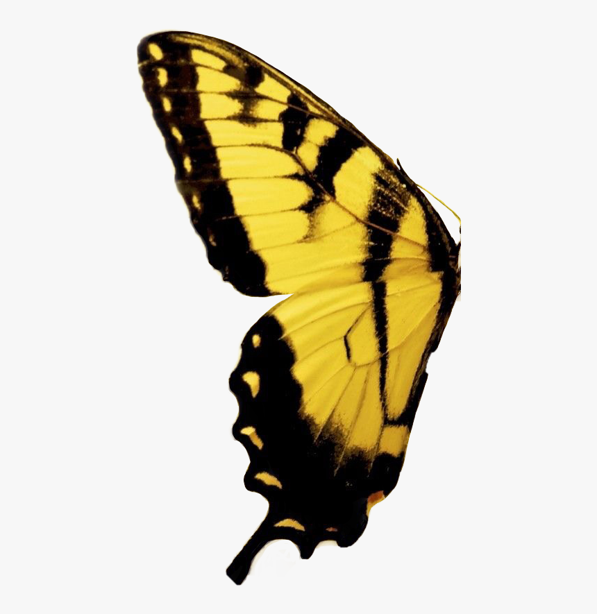 #freetoedit #mariposa #butterfly #yellow #amarillo - Butterfly Yellow And Black, HD Png Download