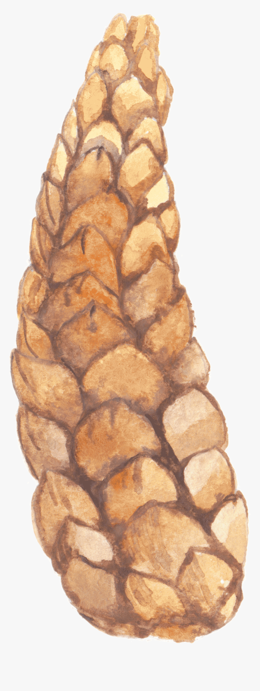 Pond Pine, HD Png Download