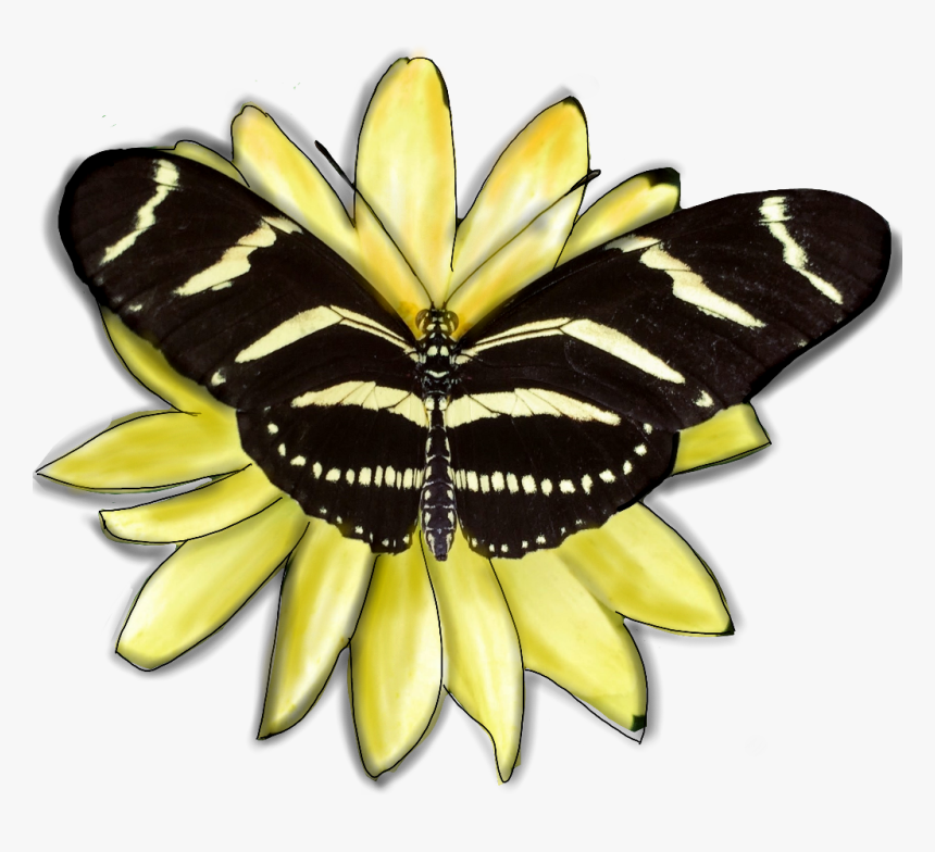 #butterfly #insect #wings #yellow #black #flower Edited - Lycaenid, HD Png Download