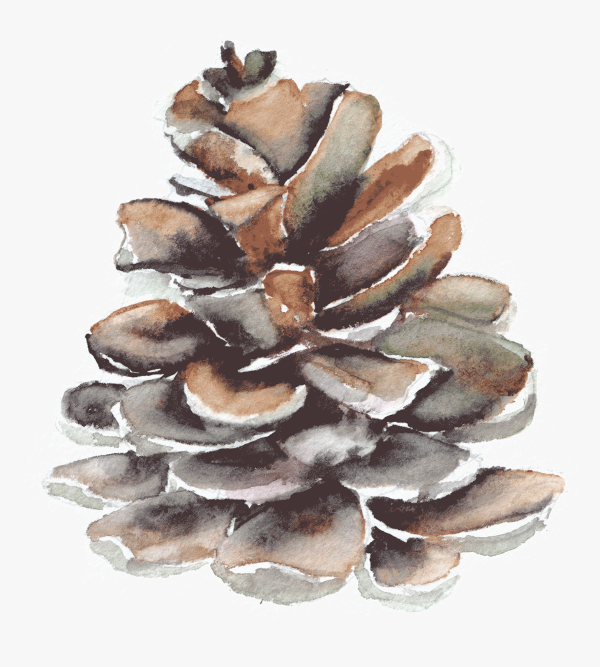 Pond Pine, HD Png Download