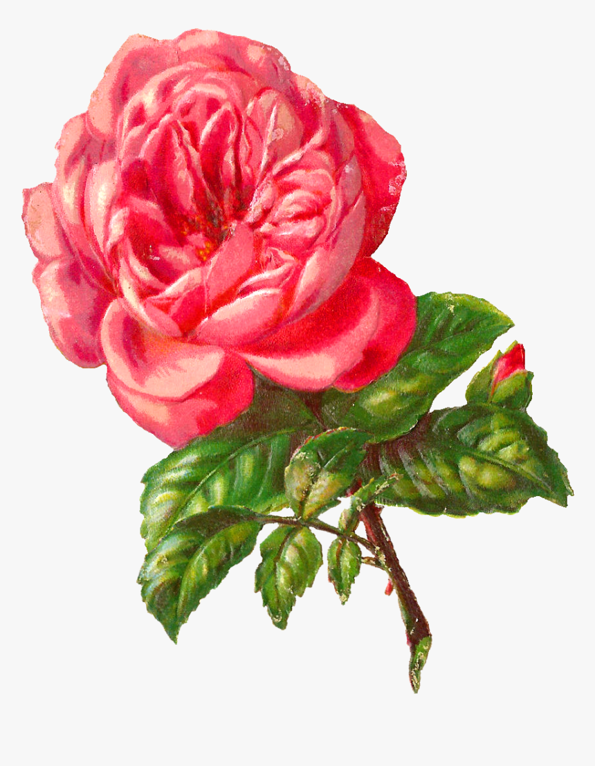 Rose Flower Botanical Image, HD Png Download