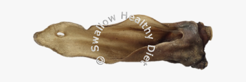 Paw, HD Png Download