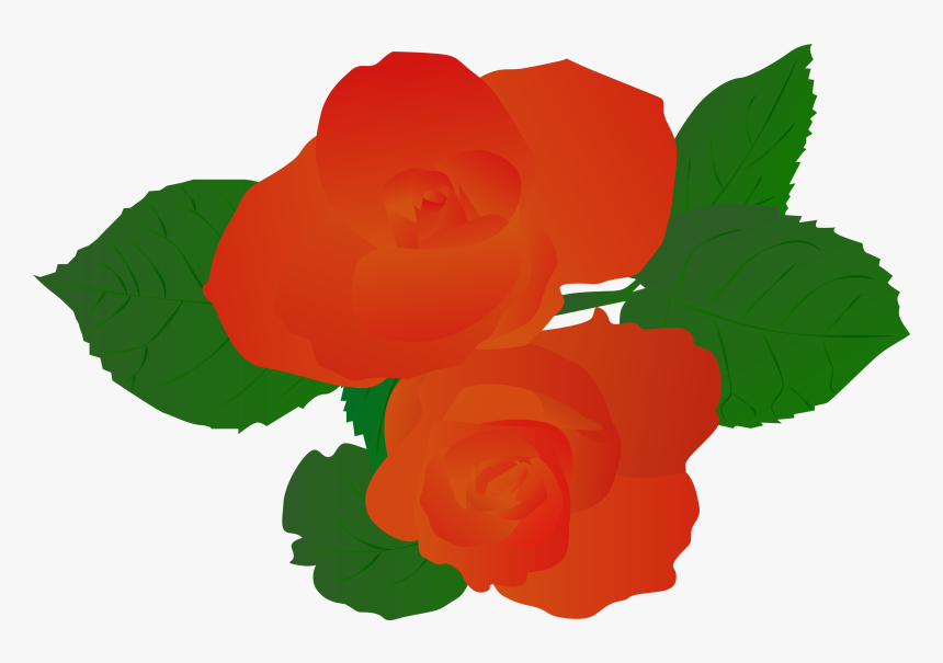 Illustration Illustrator Plant Rose Hand Drawn Red - Garden Roses, HD Png Download
