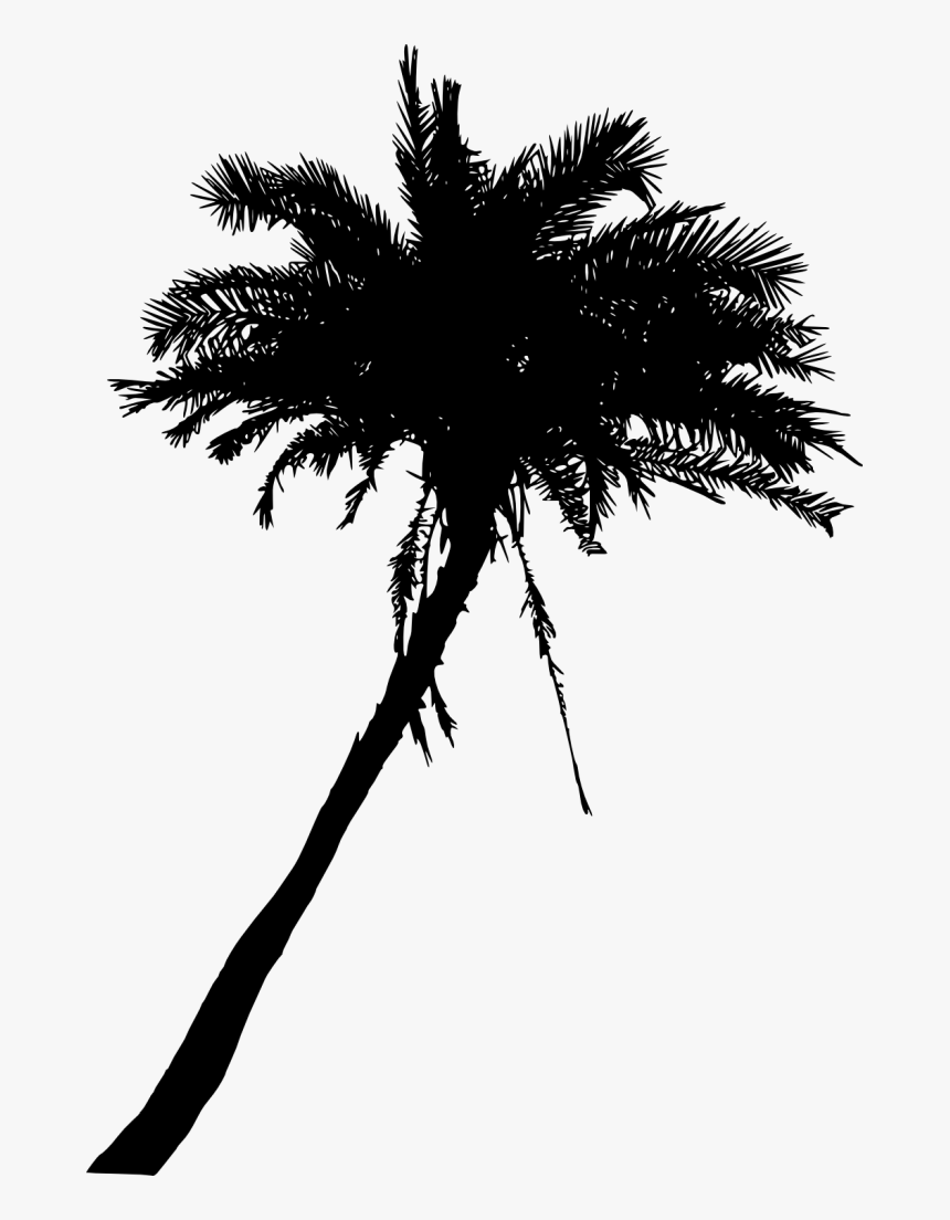 Palm Trees, HD Png Download
