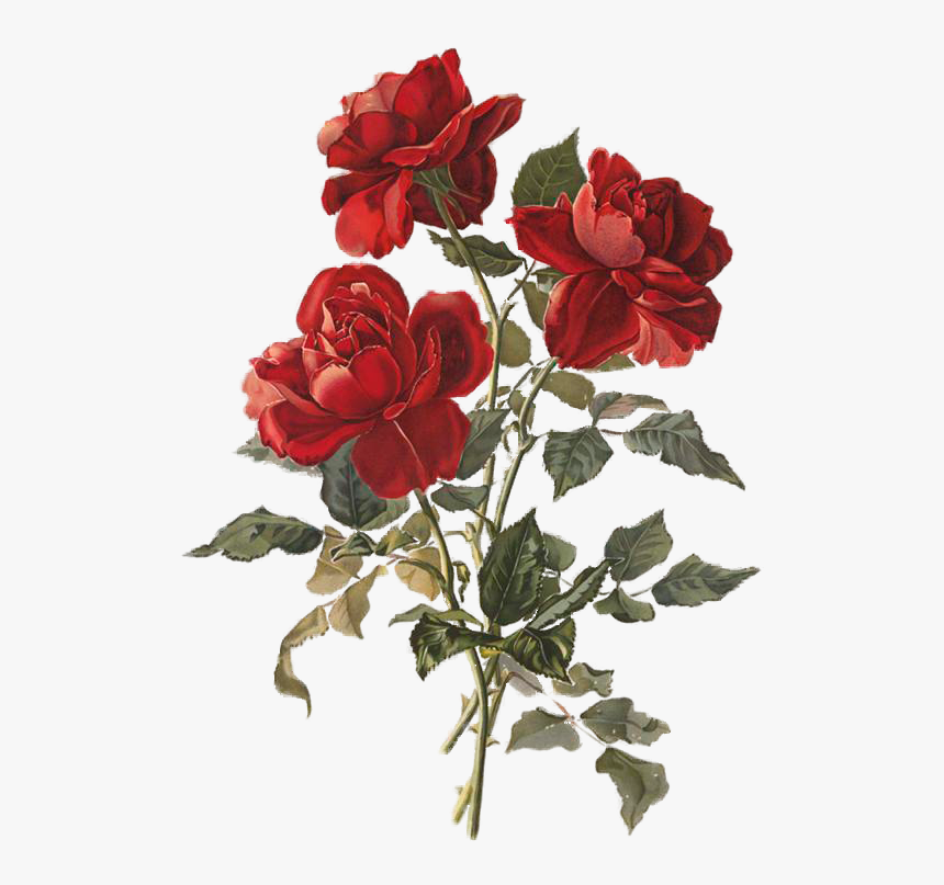 White Rose Border Png, Transparent Png