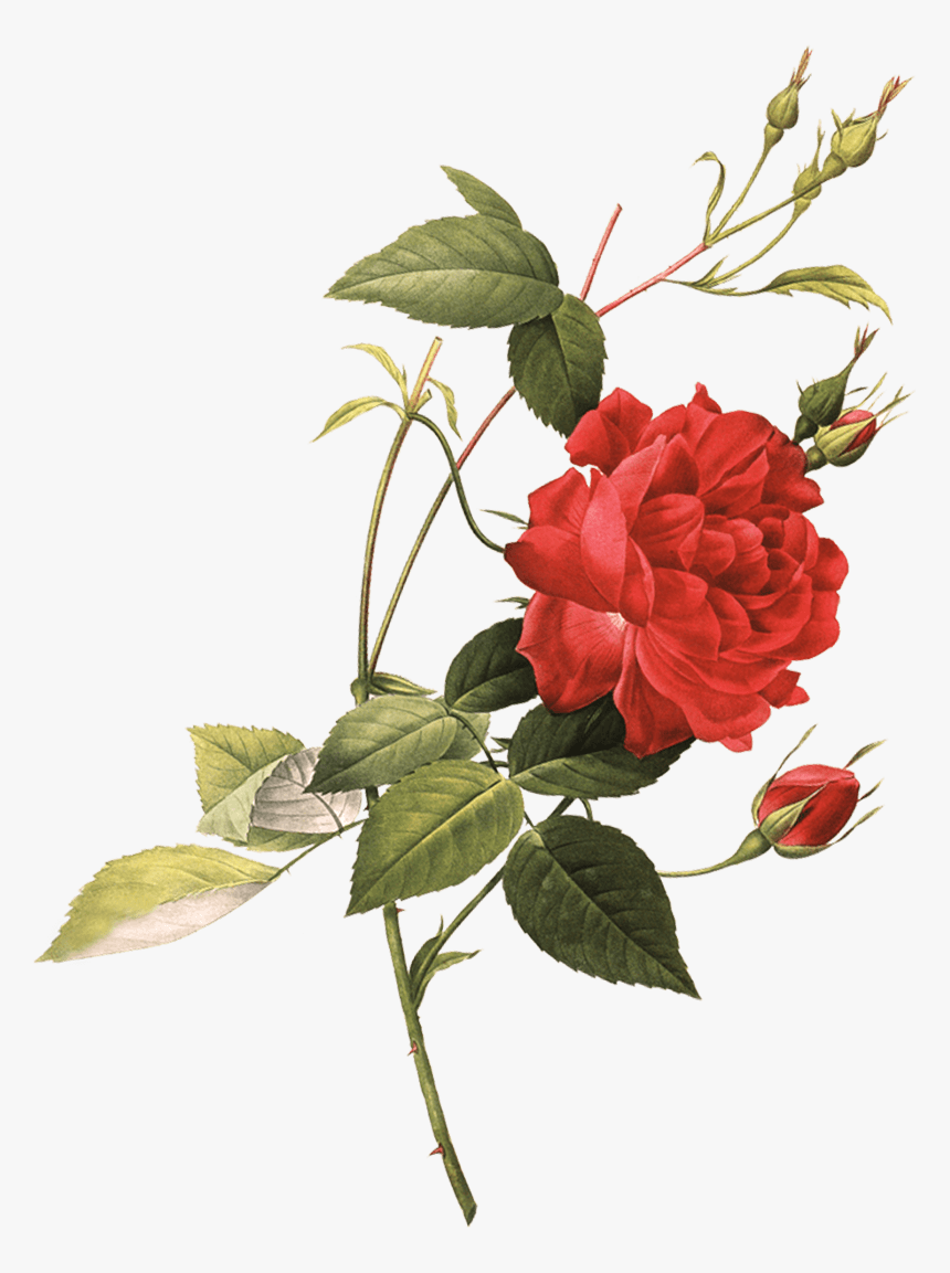 Create Your Own Case - Rose, HD Png Download