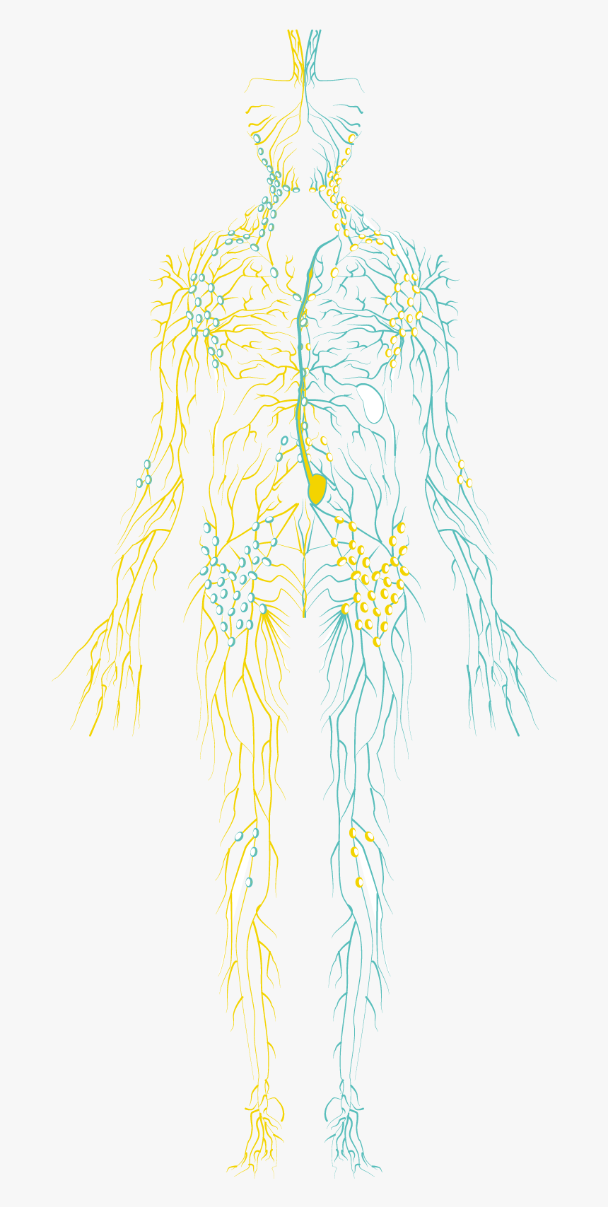 Illustration, HD Png Download