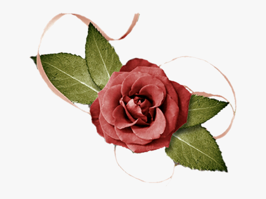 #rose #flower - Garden Roses, HD Png Download