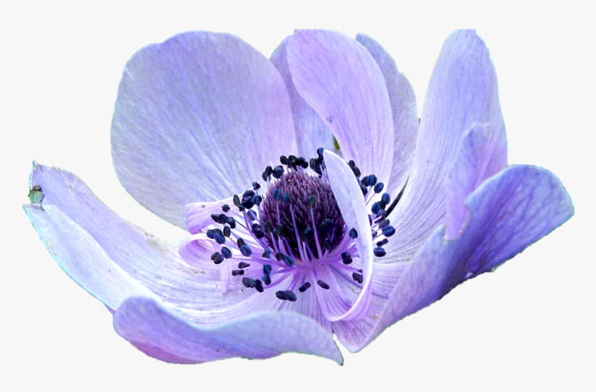 Anemone Purple Flower - Anemone Png, Transparent Png