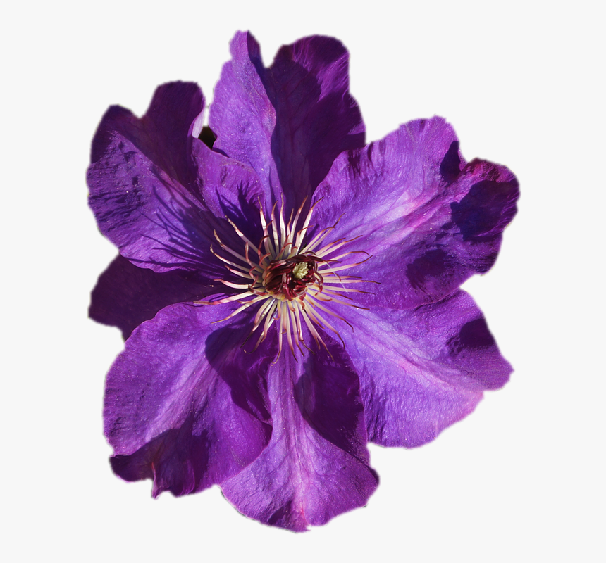 Leather Flower Violet Image Purple Portable Network - Transparent Purple Watercolor Flowers, HD Png Download