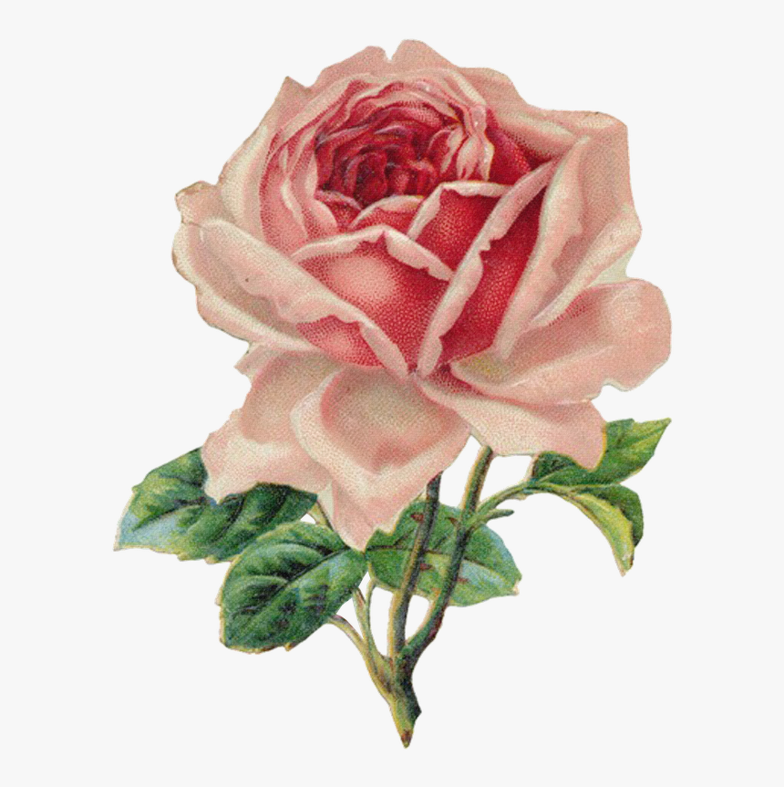 #rose #flower #vintage #illustration - Vintage Rose Clip Art, HD Png Download