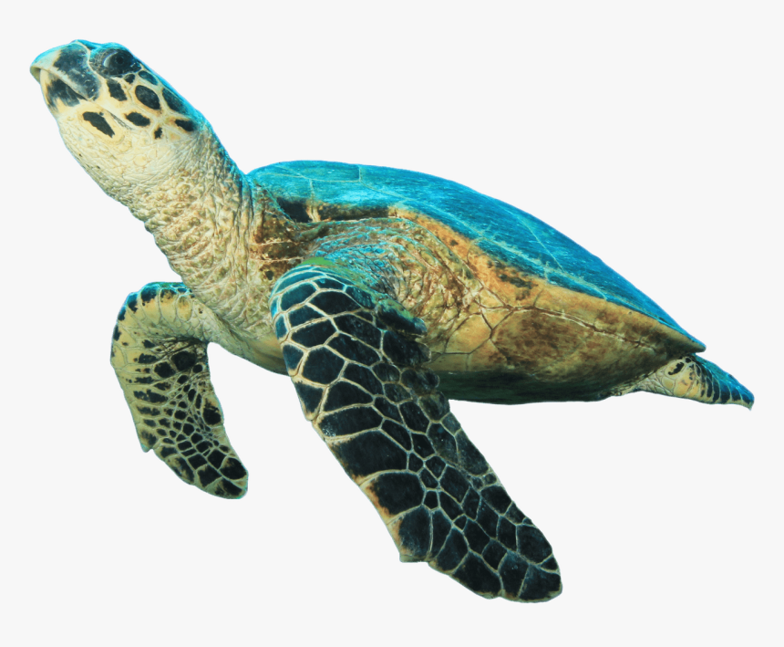 Sea Turtle No Background , Png Download - Transparent Sea Turtle Png