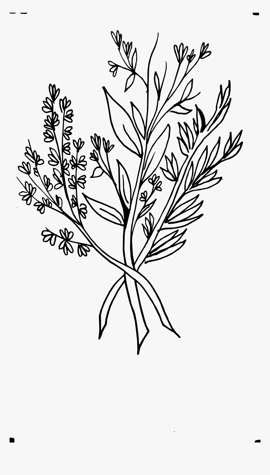 Beautiful Flowers Various Pictures, HD Png Download