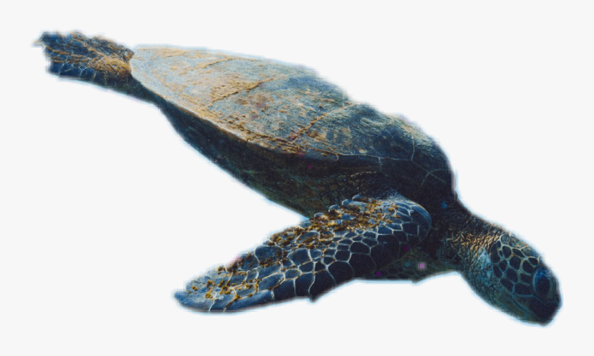 Turtle , Png Download - Hawksbill Sea Turtle, Transparent Png