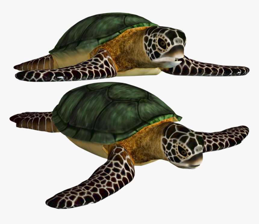 Png Turtle Best Clipart - Fish Sea Turtles Png, Transparent Png