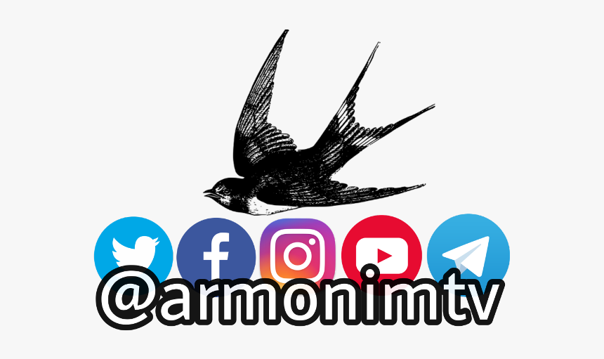 #armonimtv #photography #instagram #youtube #facebook - Bird, HD Png Download