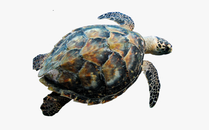 Sea Turtle Blank Background, HD Png Download