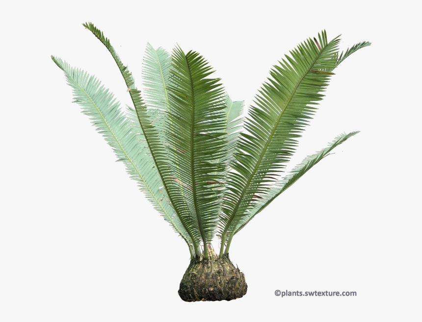 Cycas Palm Png, Transparent Png