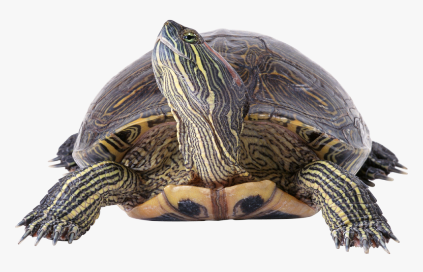 Red Eared Slider Clip Art, HD Png Download