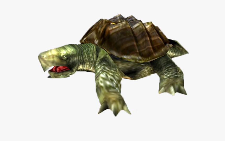 Chelonoidis, HD Png Download