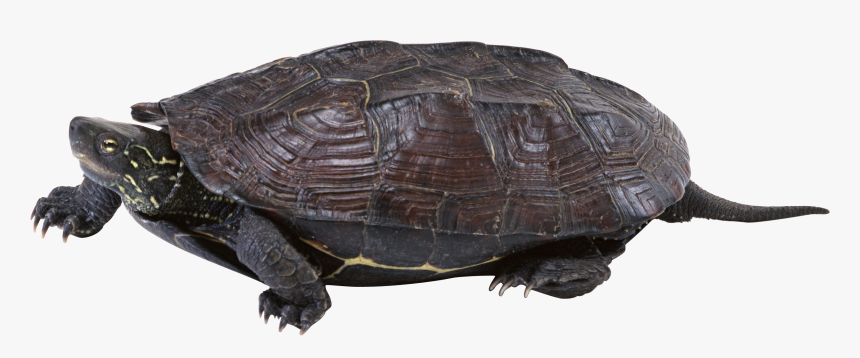 Turtle Png - Turtle, Transparent Png