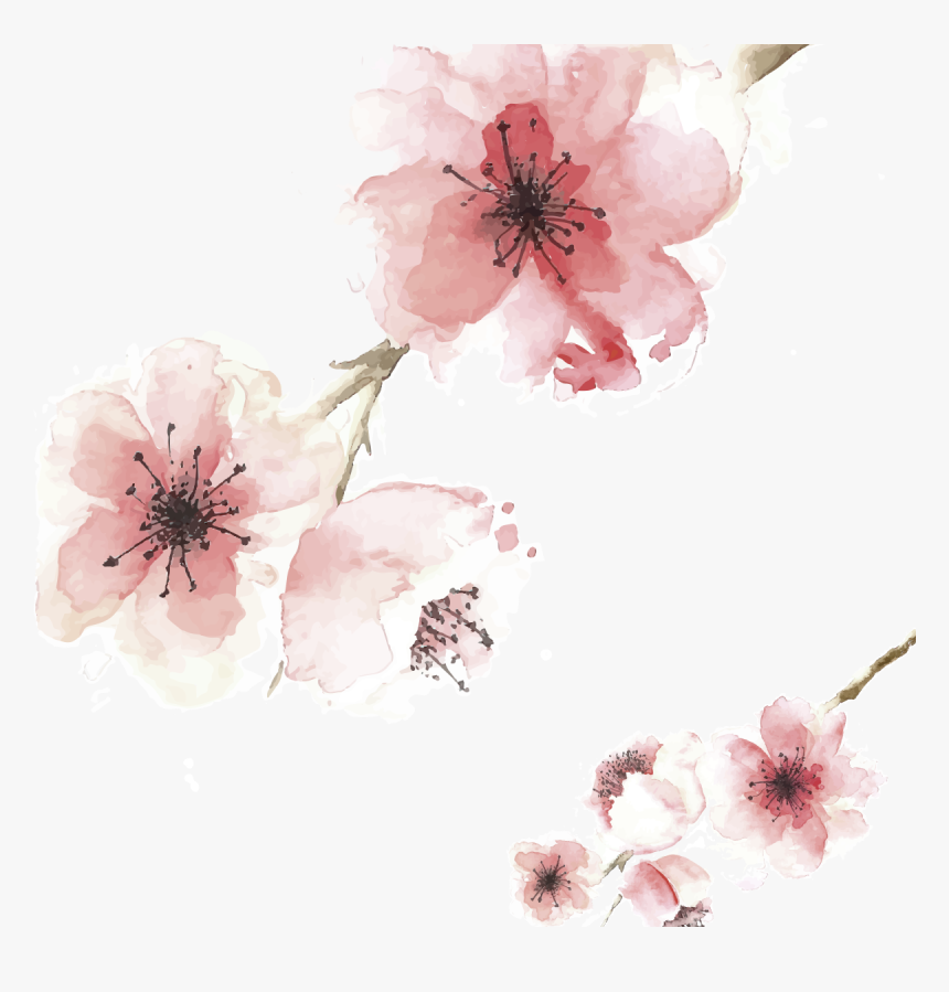 Cherry Blossom, HD Png Download