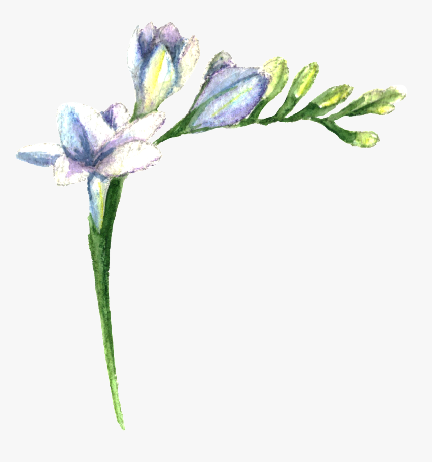 Purple Fresh Flower Transparent - Lily, HD Png Download