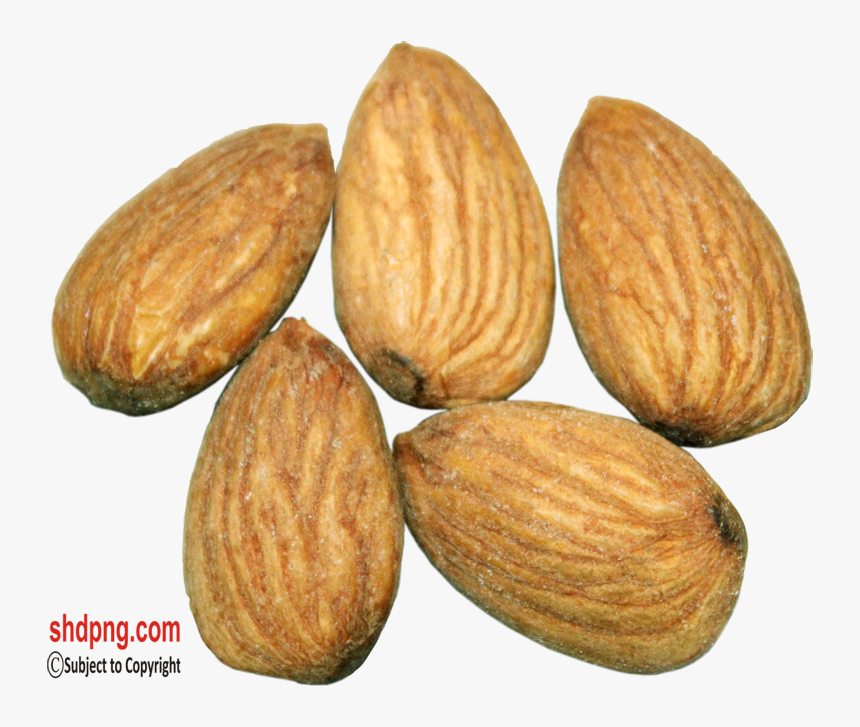 Almond, HD Png Download
