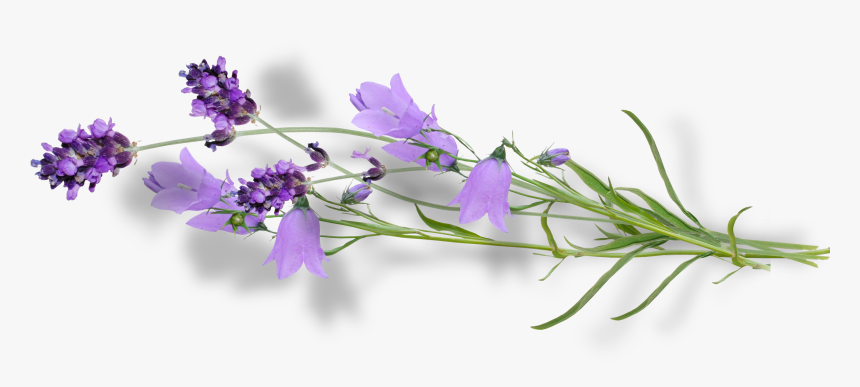 Bellflower Png, Transparent Png