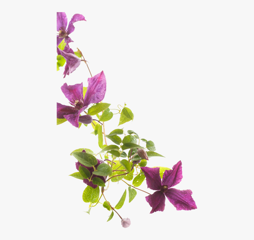 Leather Flower, HD Png Download