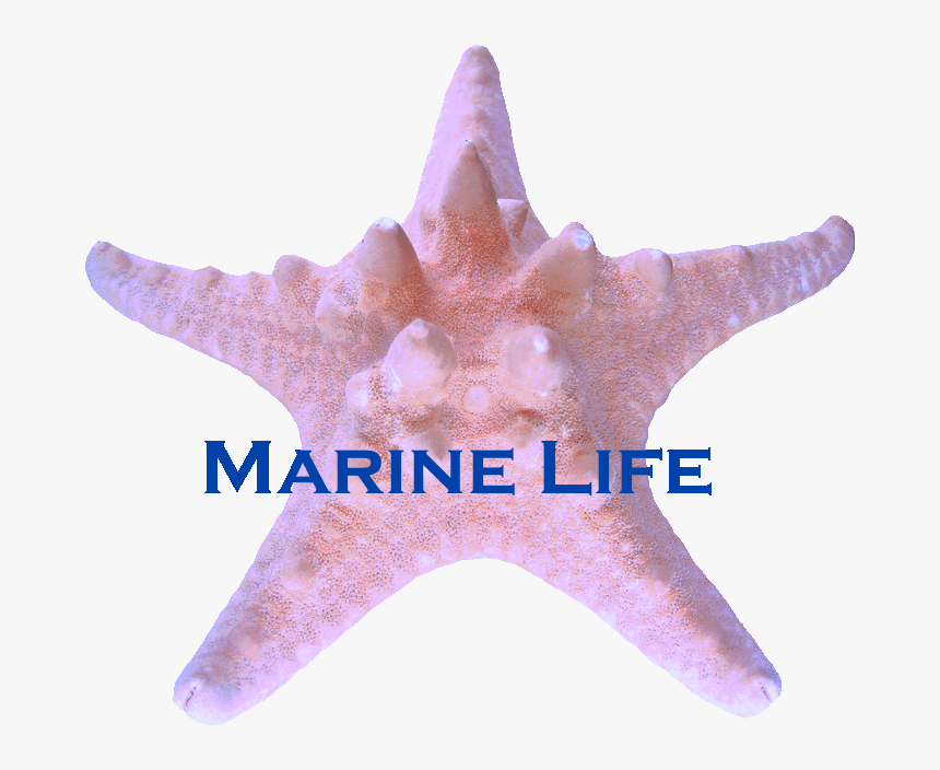 Marine Life Barnstar - Starfish, HD Png Download