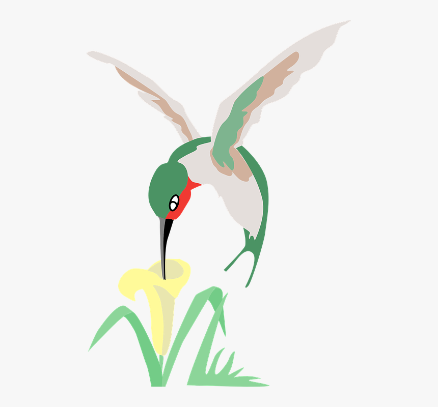 Hummingbird And Flower Clipart, HD Png Download