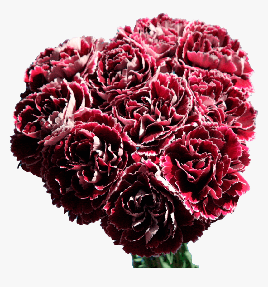 Dark Red And White Carnations Shipped Overnight Free - Bouquet, HD Png Download